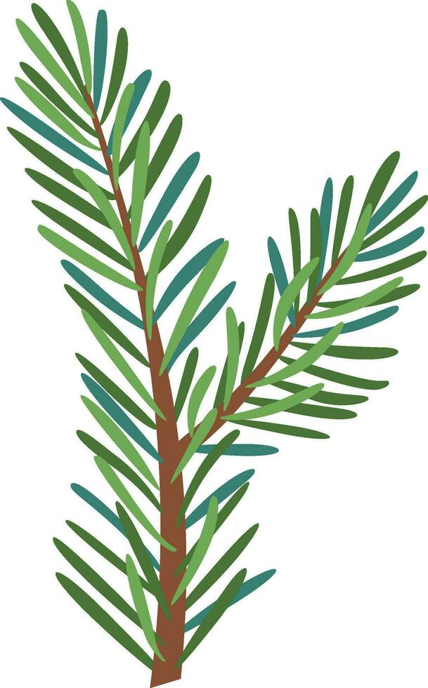 Christmas Larch, Pine, spruce branch. vector