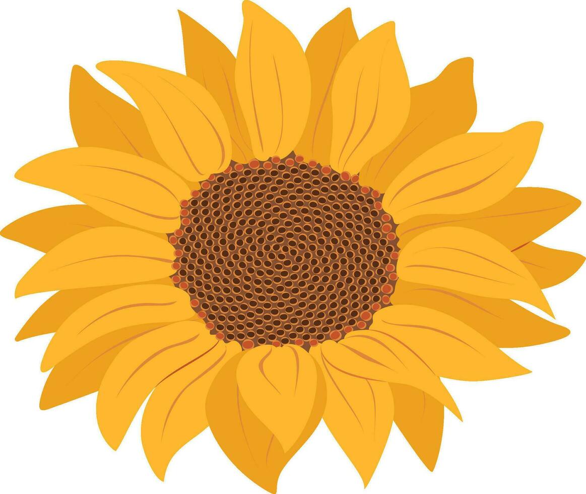 Sunflower icon isolated on Transparent background vector illustration. Cute hand drawn flower.