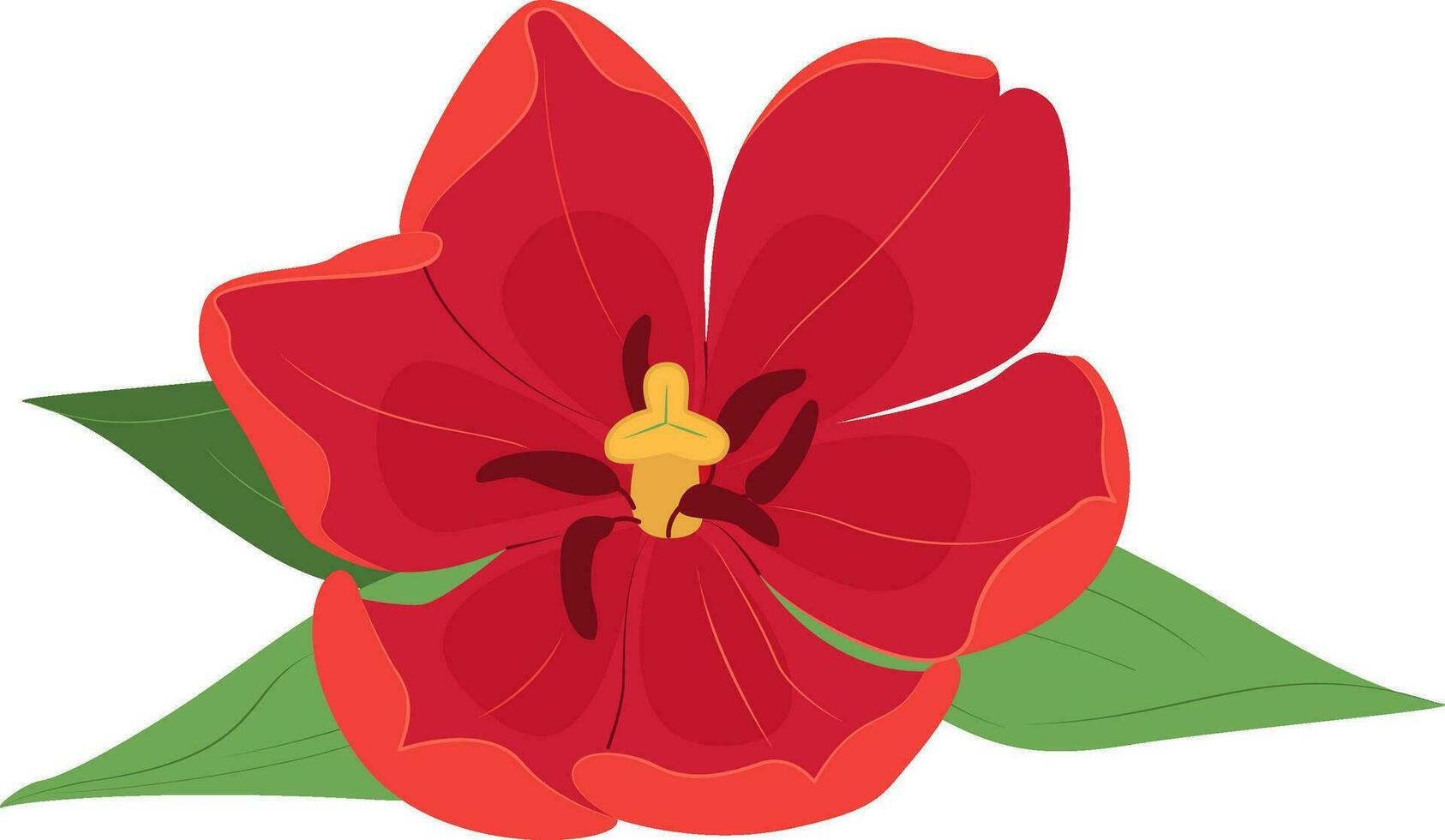 Red Tulip. Vector tulip flower isolated on Transparent background.