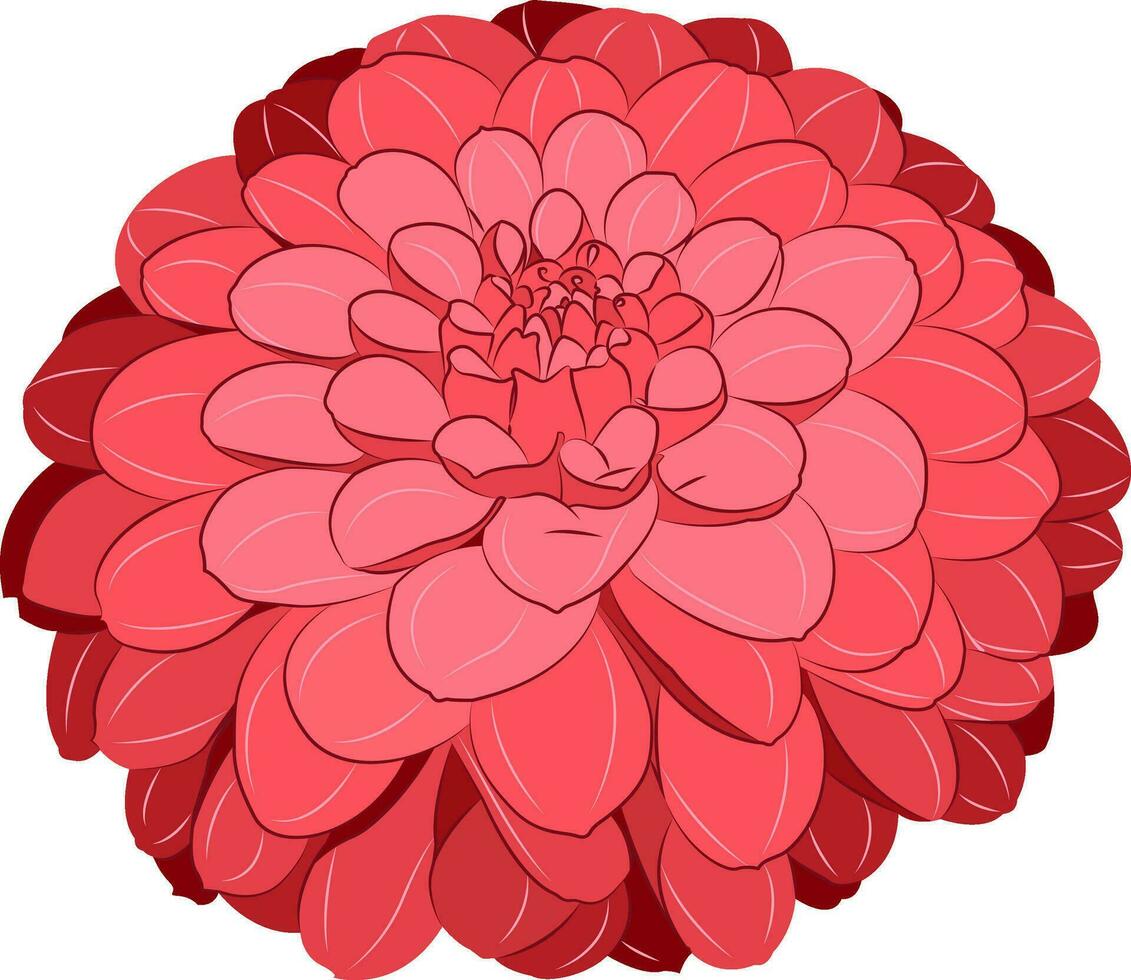 Dahlia flower. Autumn flowers. vector