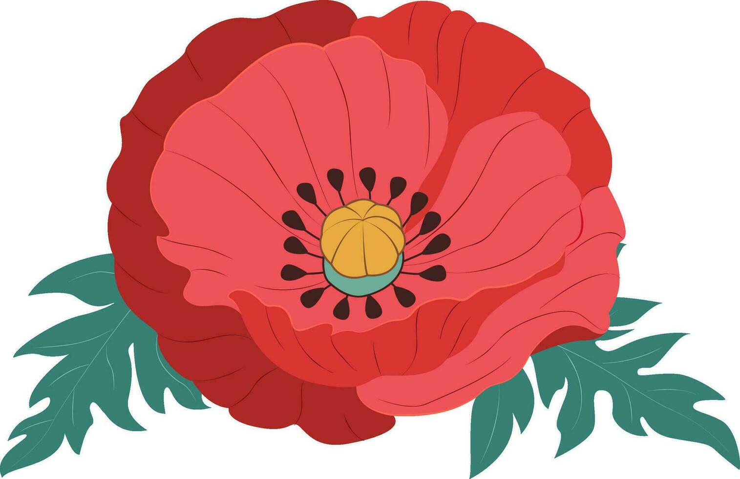 Vector red poppie isolated.