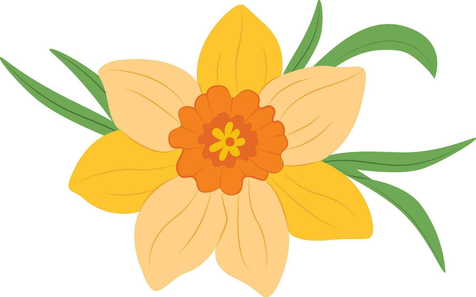 Yellow Narcissus. Daffodils floral botanical flower. vector