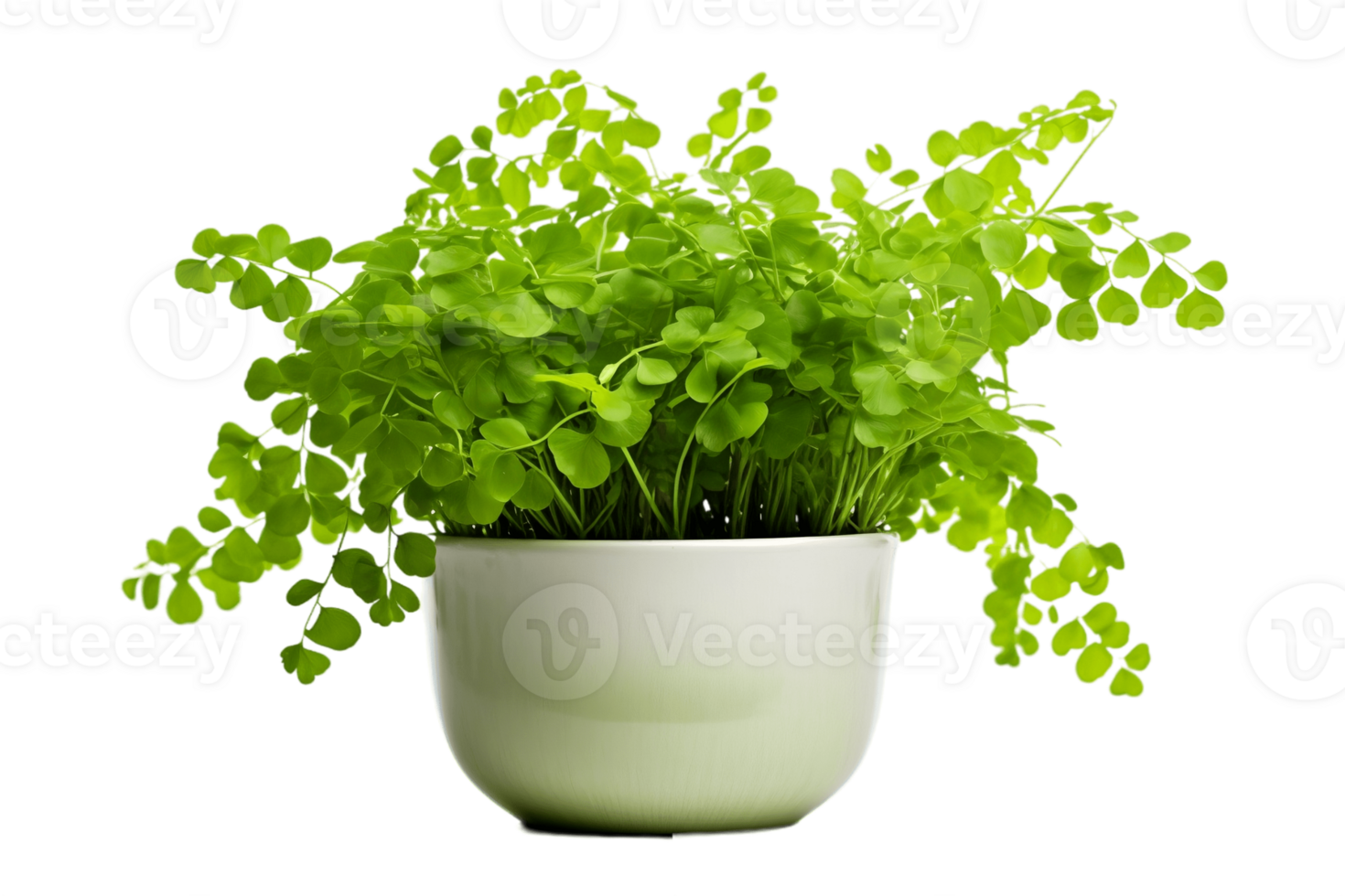 AI generated Maidenhair Fern Plant in a Pot Isolated on Transparent Background. AI png