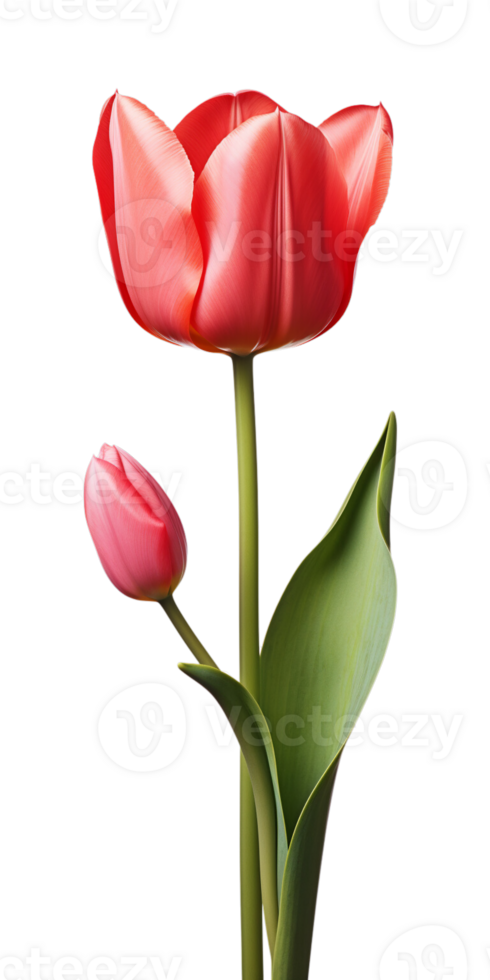 AI generated Beautiful Red Tulip Isolated png