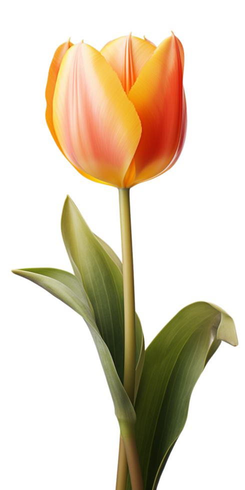 ai généré magnifique Orange tulipe isolé png