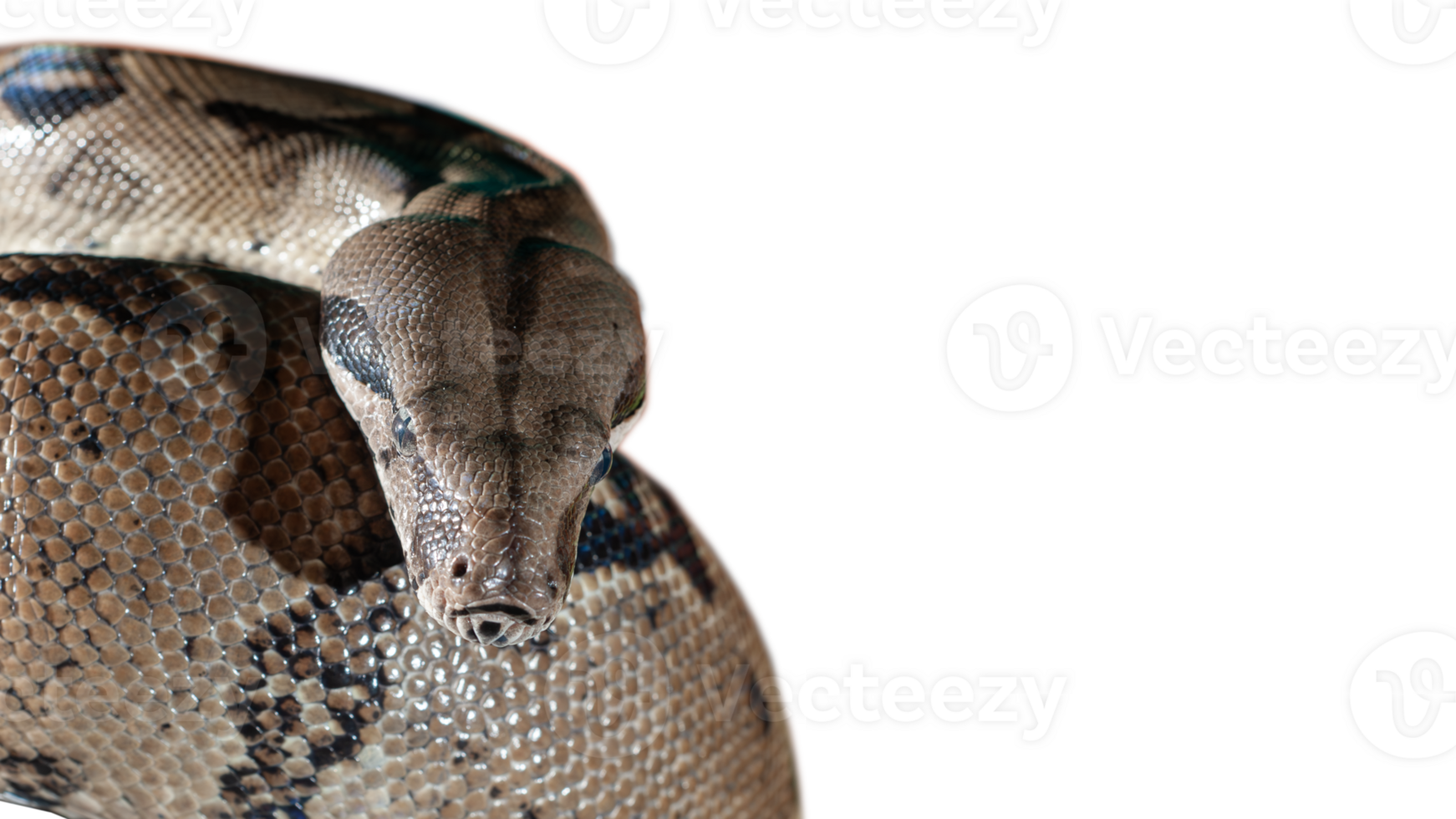 A python is relaxing while coiling its body png