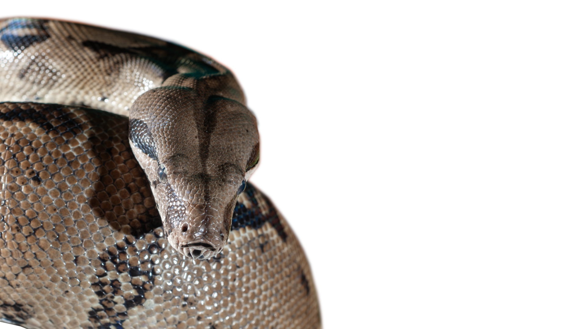 A python is relaxing while coiling its body 35930290 PNG