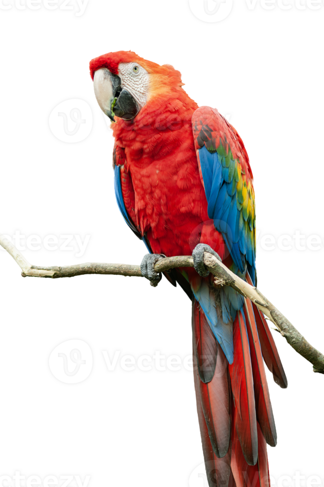 A Scarlet Macaw bird with colorful feathers is perched on a branch png