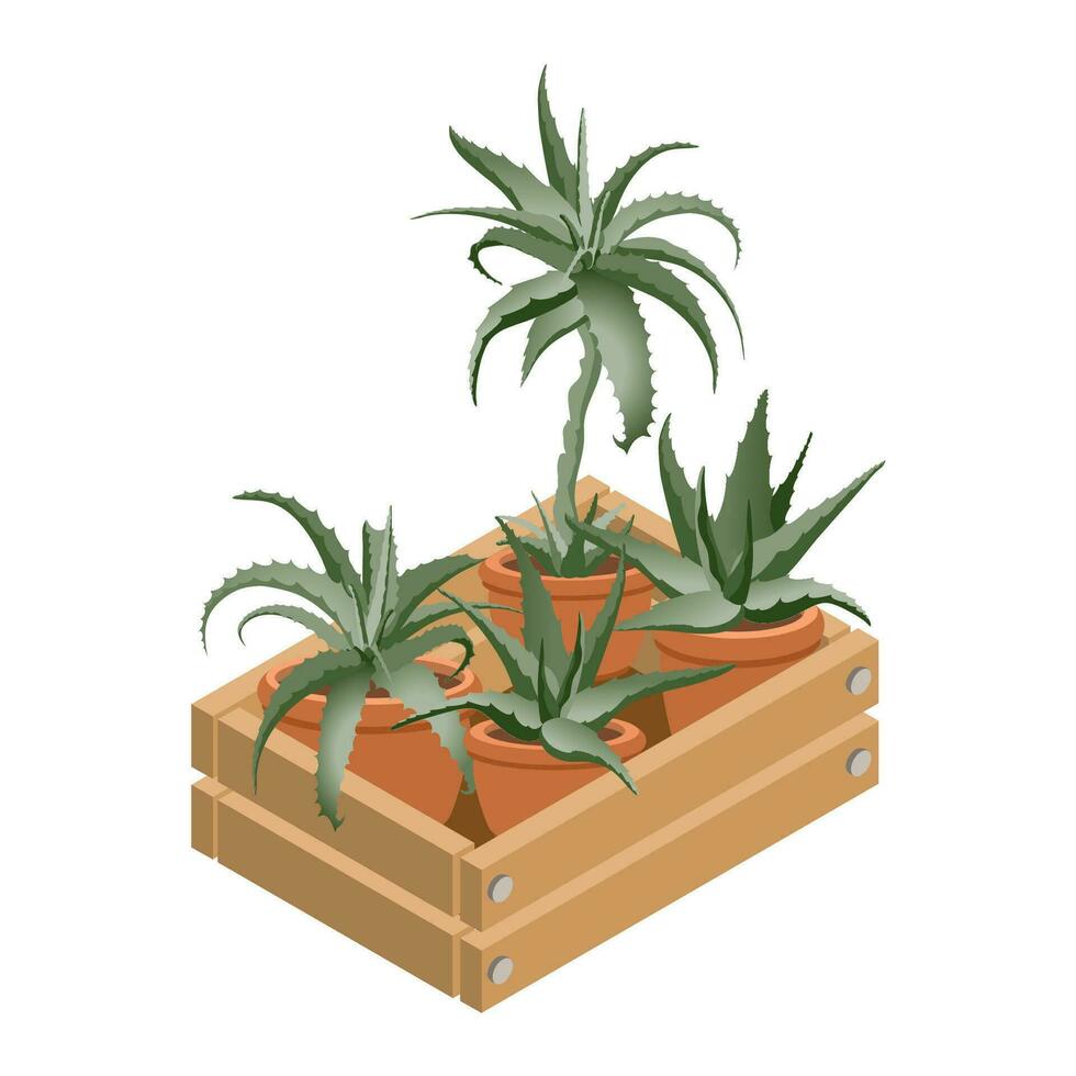 Houseplants in a decorative box. Aloe. 3D Isometric vector illustration.