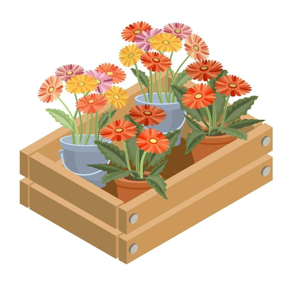 Houseplants in a decorative box. Gerberas. 3D Isometric vector illustration.