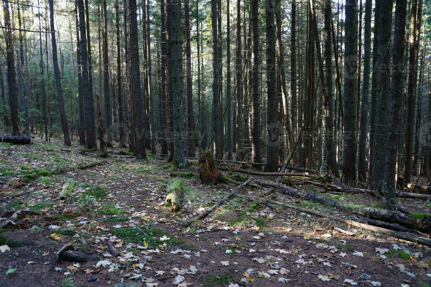 increíble otoño bosque en Mañana luz de sol. rojo y amarillo hojas en arboles en bosque foto