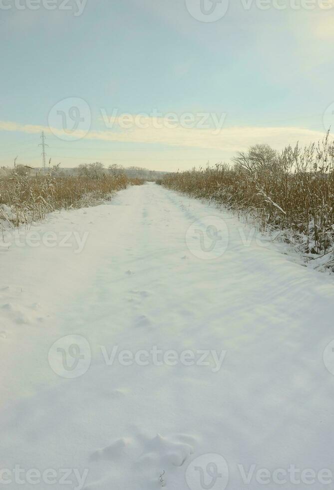 Snow-covered wild swamp with a lot of yellow reeds, covered with a layer of snow. Winter landscape in marshland photo