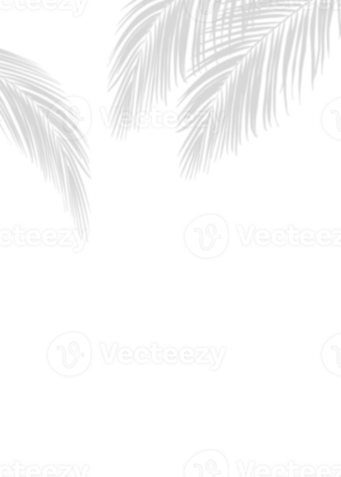 skugga kokos löv silhuett. tropisk handflatan blad täcka över. element objekt för vår sommar. falsk upp produkt presentation. png