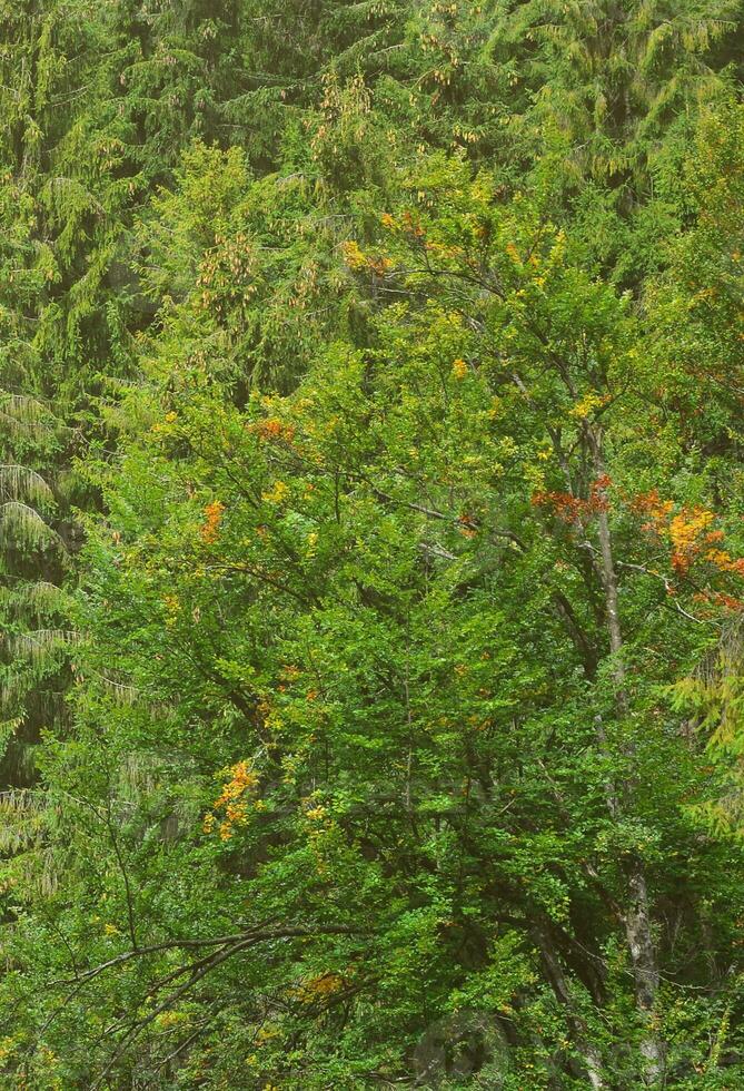 foto de árbol bañador de alto bosque arboles ese cambio color en temprano otoño