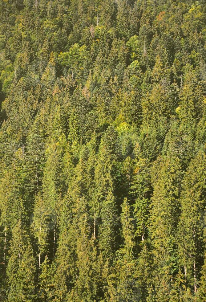 Texture of a mountain forest with many green trees. View from high photo