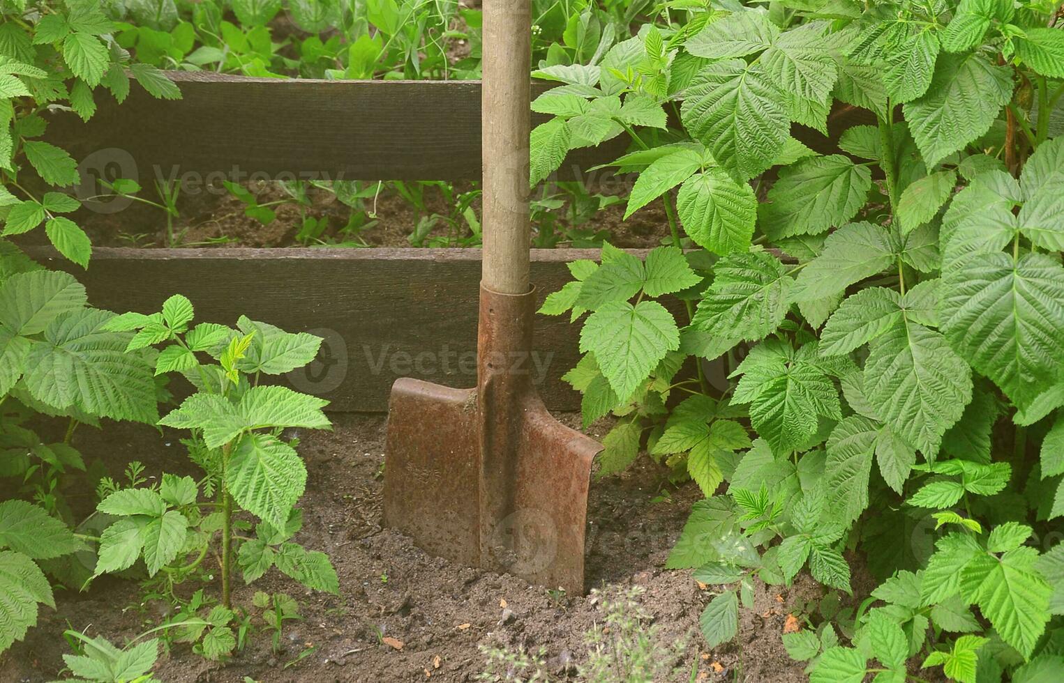 An old rusty shovel near the raspberry bushes, which grow next to the wooden fence of the village garden. Background image associated with seasonal harvests and long-term garden work photo