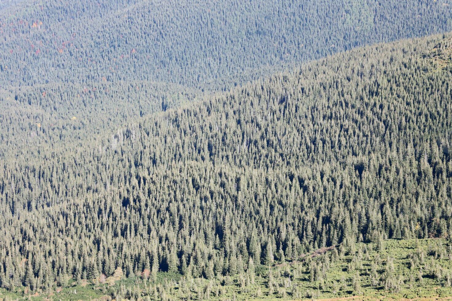 Hilly mountains terrain with fir trees and rough relief. Coniferous forest in the foreground. Tourism, travel photo