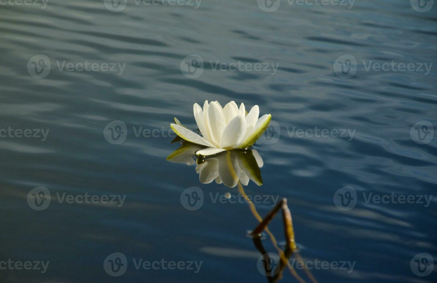 Beautiful white lotus flower and lily round leaves on the water after rain in river photo