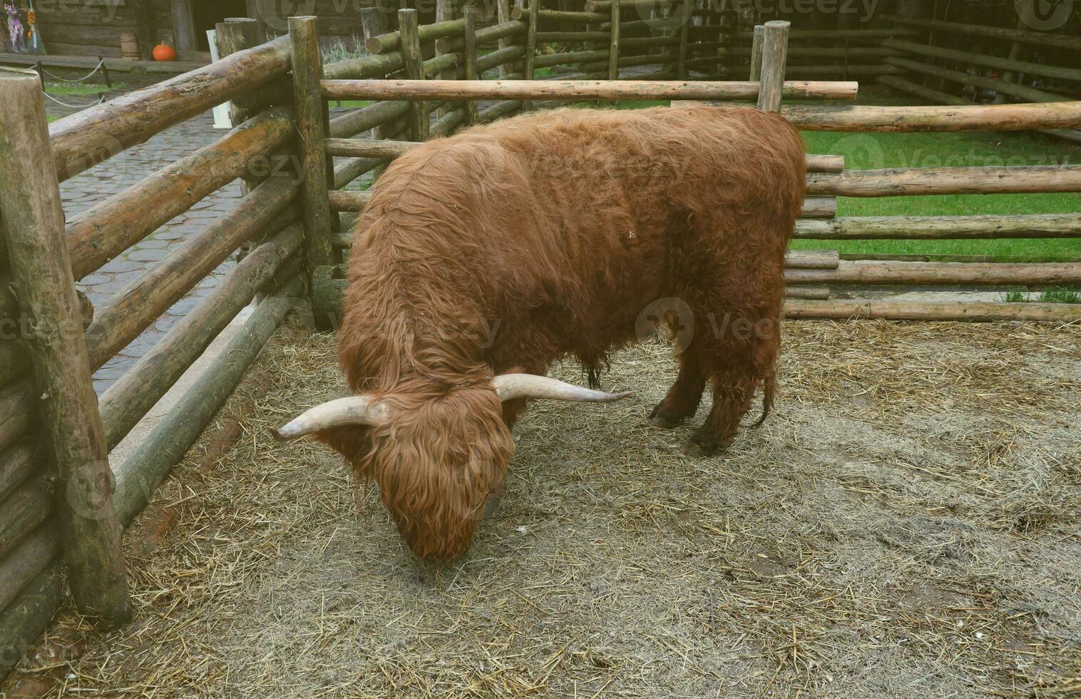 Long horns and a long shaggy coat beef cattle photo