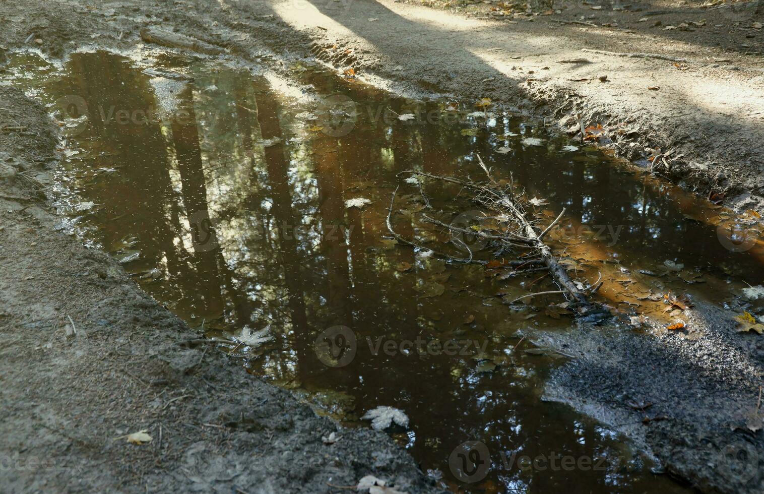 Muddy tracks with puddles on wet muddy surface in forest path photo