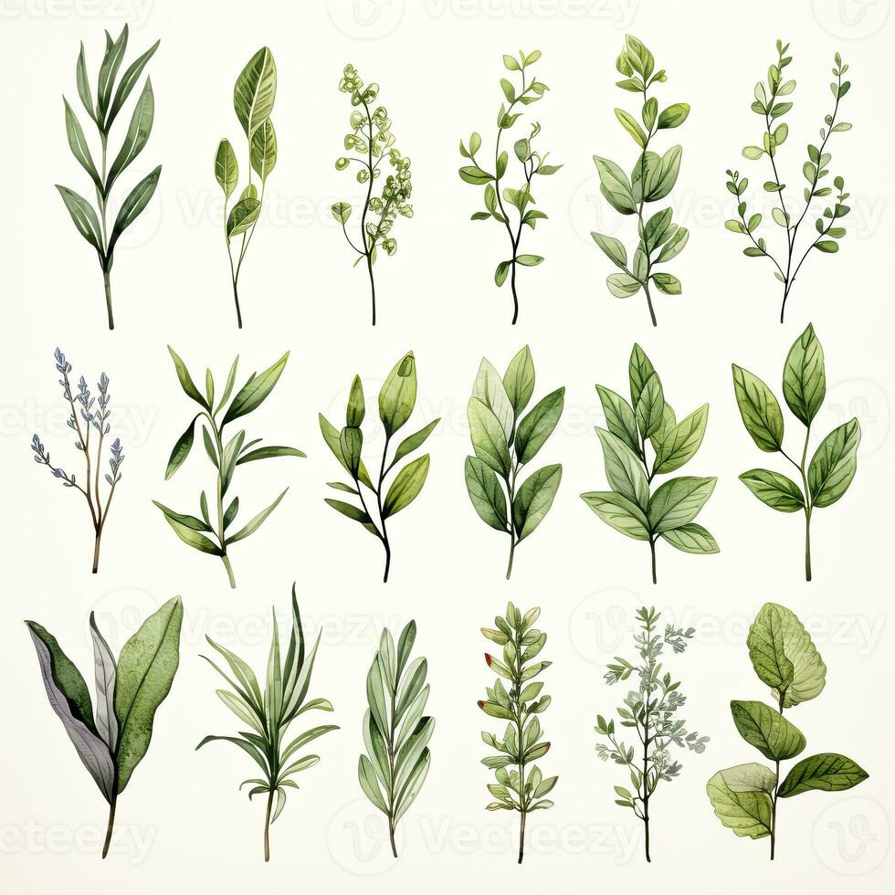 AI generated Collection of watercolor herbs clipart on white background. AI Generated photo