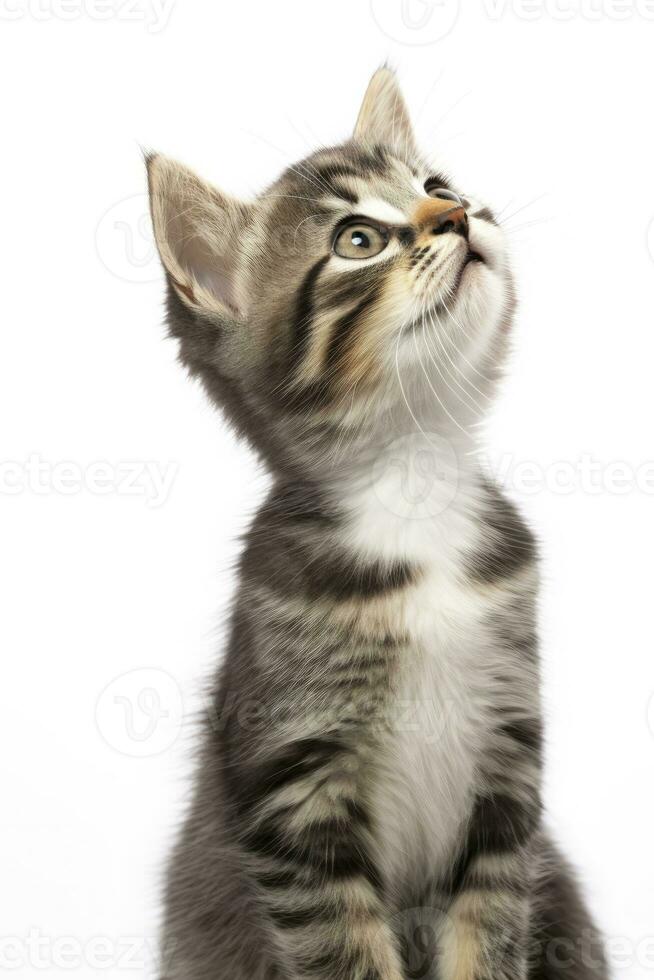 ai generado juguetón gracioso gatito mirando arriba aislado en un blanco antecedentes. ai generado foto