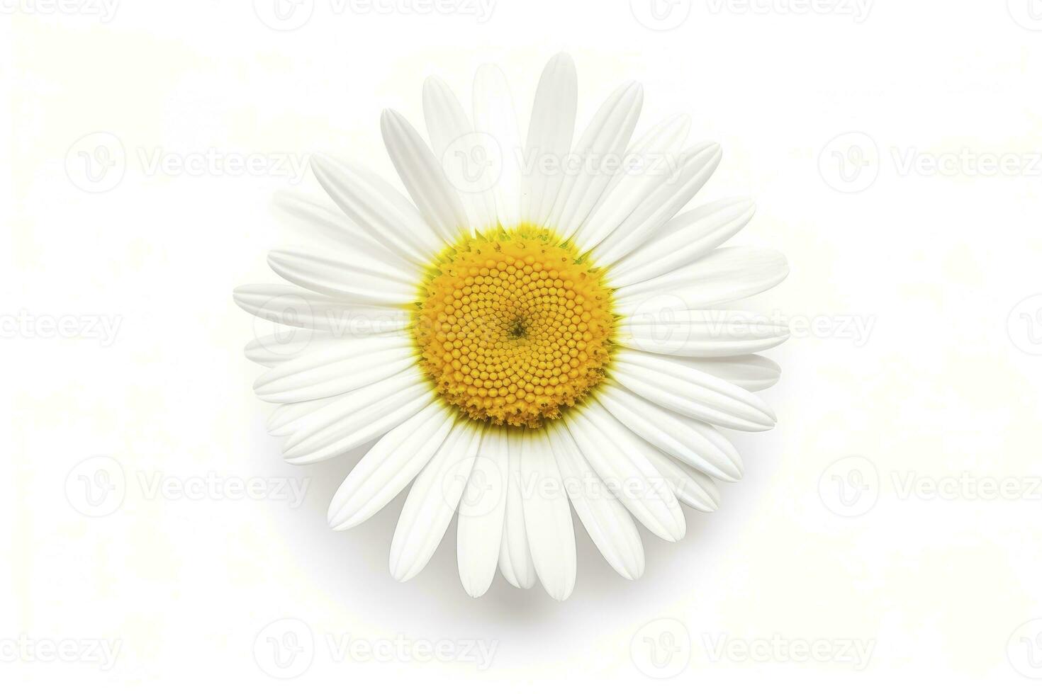 AI generated Common daisy isolated on white background. AI Generated photo