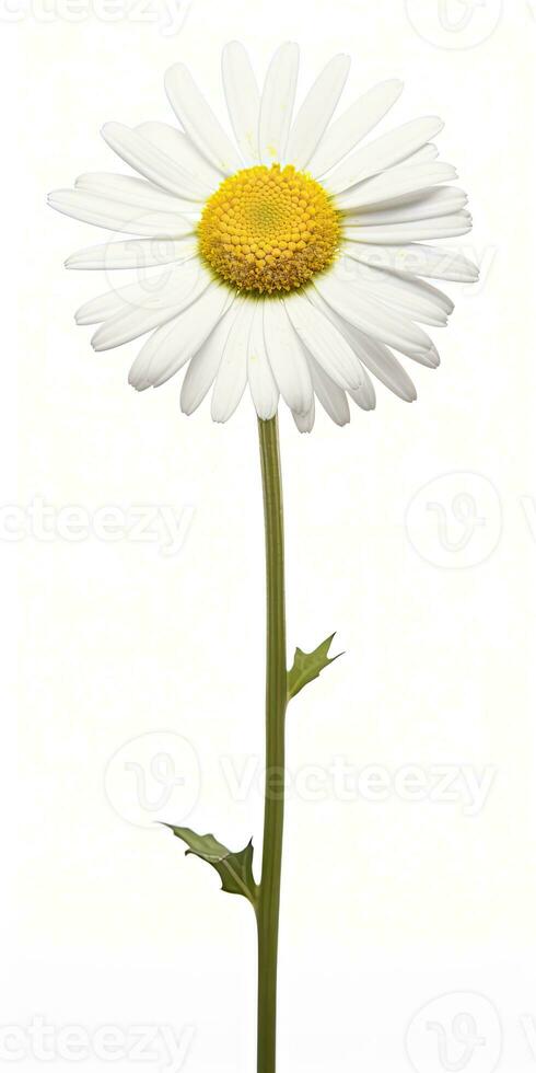 AI generated Common daisy isolated on white background. AI Generated photo