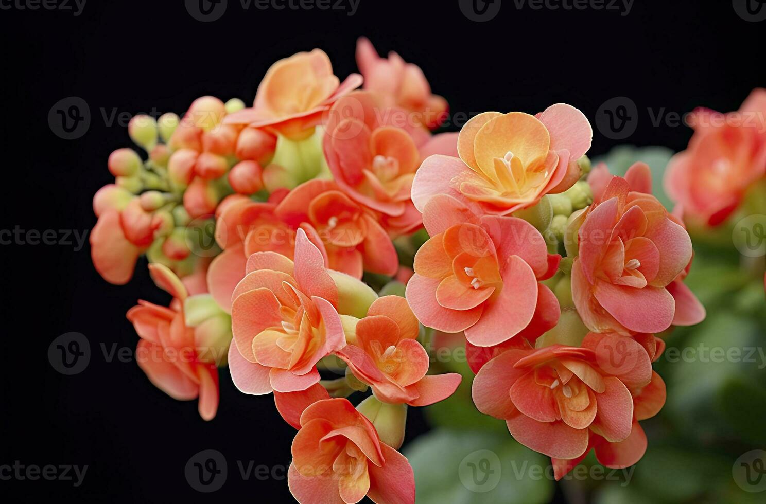 ai generado kalanchoe Blossfeldiana. ai generado foto