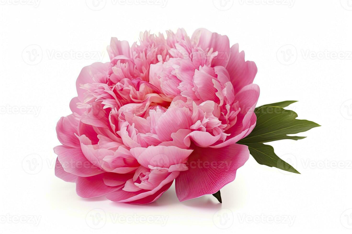 AI generated Peony isolated on white background. AI Generated photo