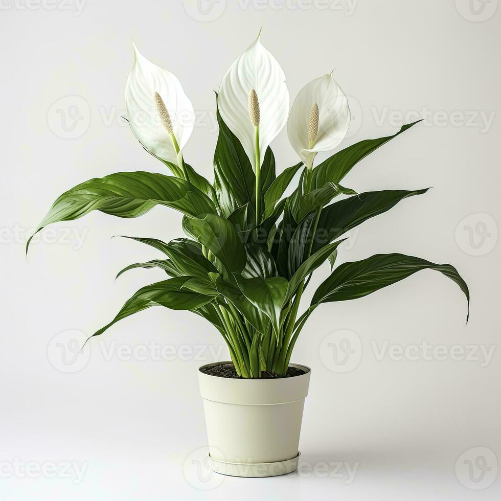 AI generated Peace Lily on a plain white background. AI Generated photo