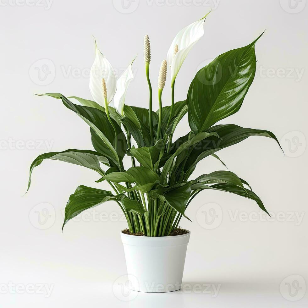 AI generated Peace Lily on a plain white background. AI Generated photo