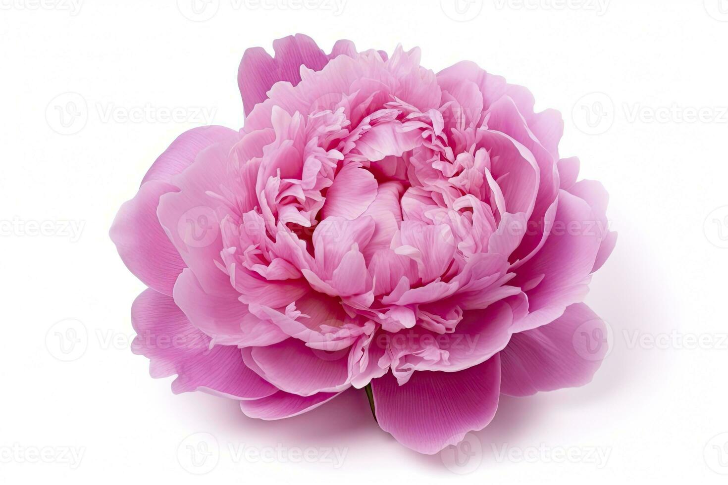 AI generated Peony isolated on white background. AI Generated photo