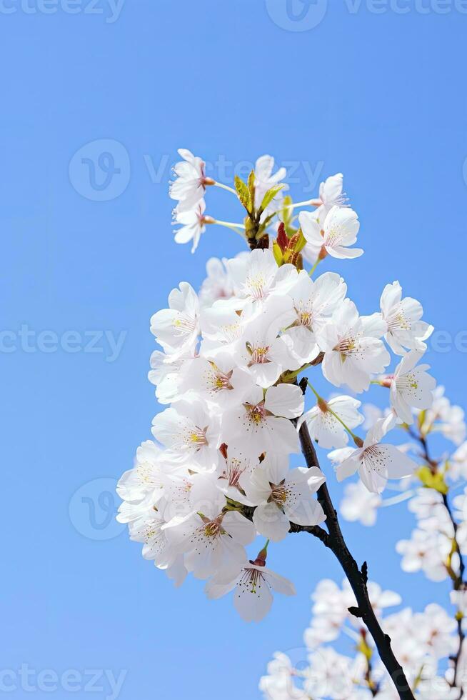 AI generated Cherry Blossom Against Clear Blue Sky.AI Generated. photo