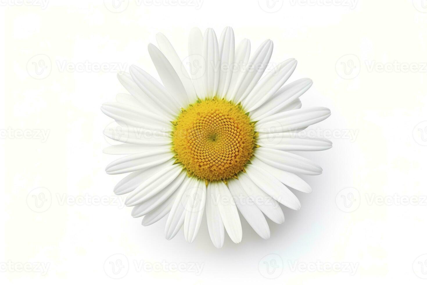 AI generated Common daisy isolated on white background. AI Generated photo