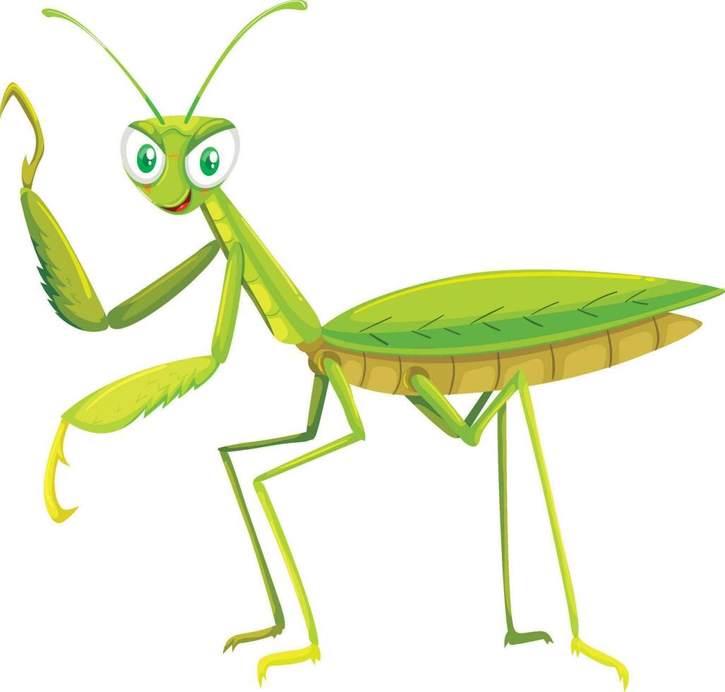linda dibujos animados verde mantis, verde mantis dibujos animados posando vector
