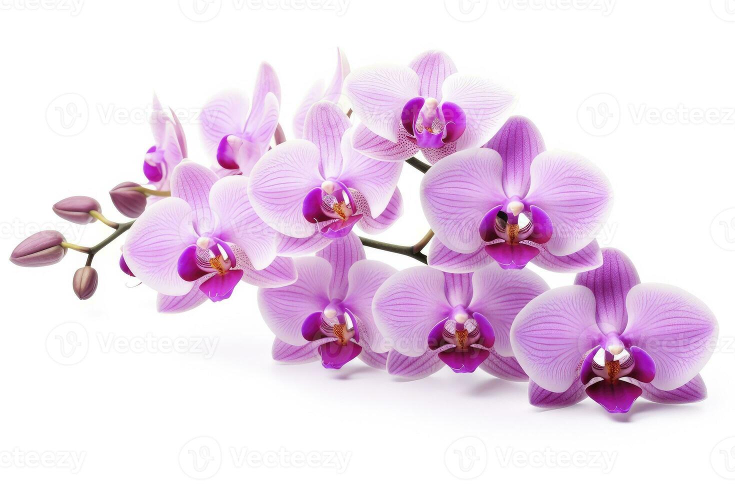 AI generated Pink Orchid isolated on white background. AI Generated photo