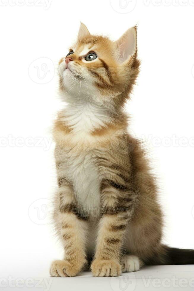 AI generated Playful funny kitten looking up isolated on a white background. AI Generated photo