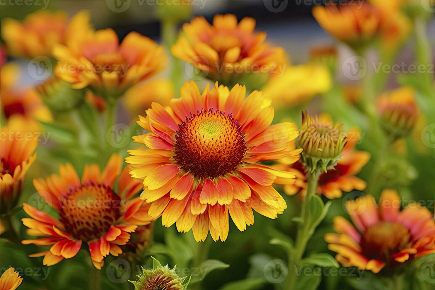 AI generated Gaillardia or Blanket Flower. Bright and Colorful Shades of Warm Tones. AI Generated photo