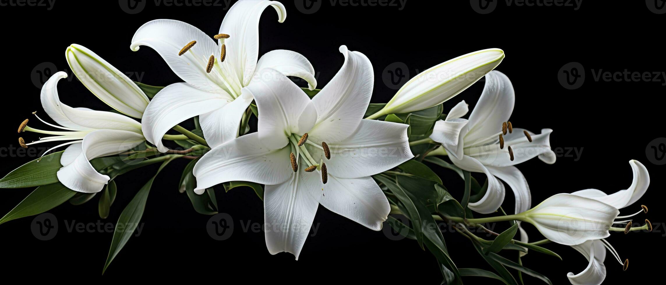 AI generated White lily flowers on black background. AI Generated photo