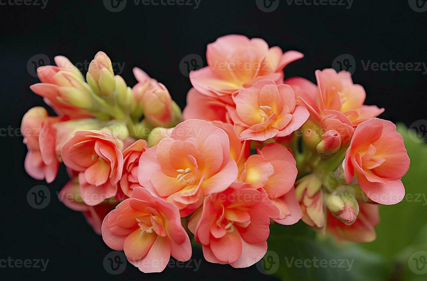 ai generado kalanchoe Blossfeldiana. ai generado foto