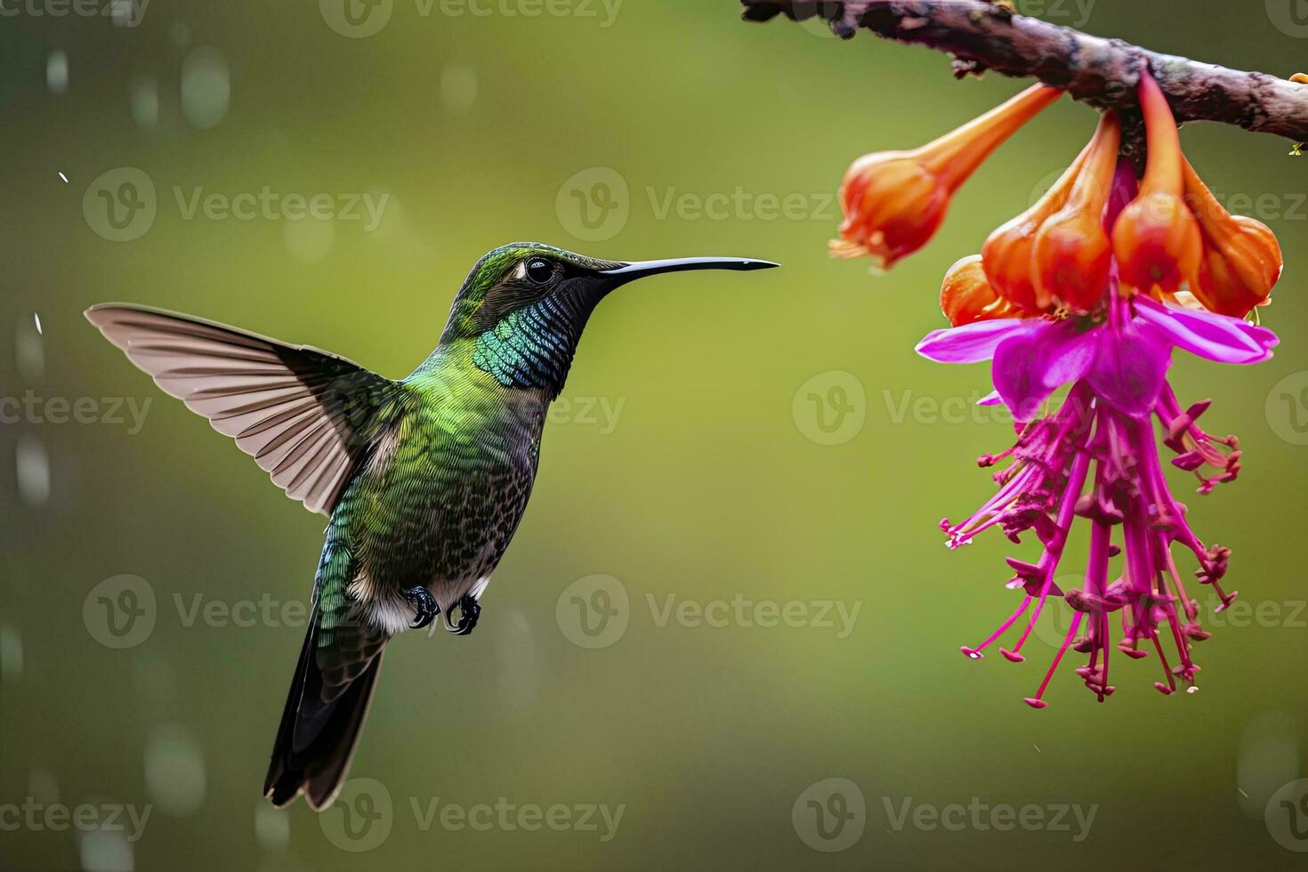 AI generated Hummingbird in Costa Rica. AI Generated. photo