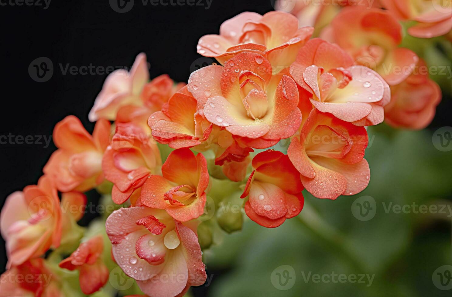 ai generado kalanchoe Blossfeldiana. ai generado foto