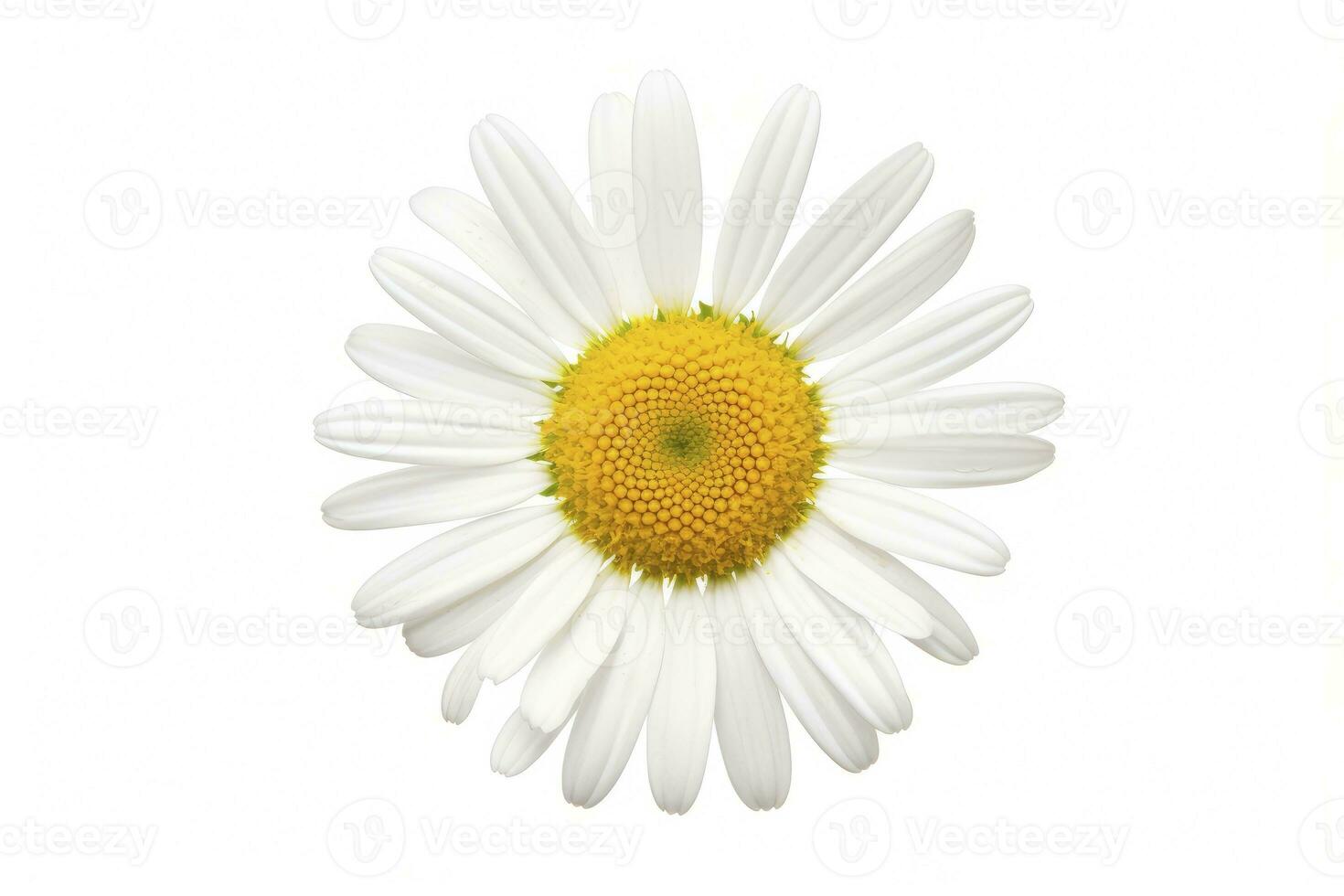 AI generated Common daisy isolated on white background. AI Generated photo