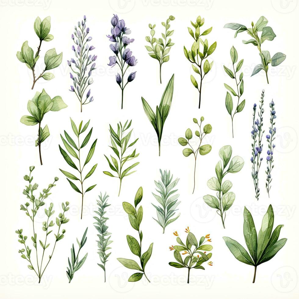 AI generated Collection of watercolor herbs clipart on white background. AI Generated photo