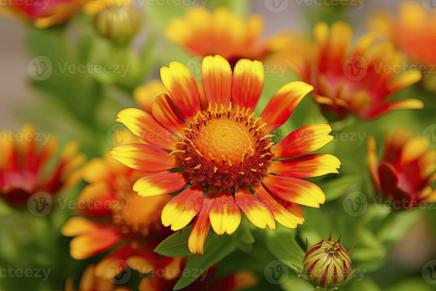 AI generated Gaillardia or Blanket Flower. Bright and Colorful Shades of Warm Tones. AI Generated photo