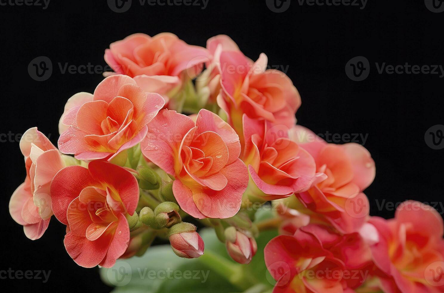 ai generado kalanchoe Blossfeldiana. ai generado foto