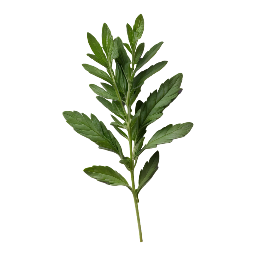 AI generated Fresh herb isolated on transparent background png