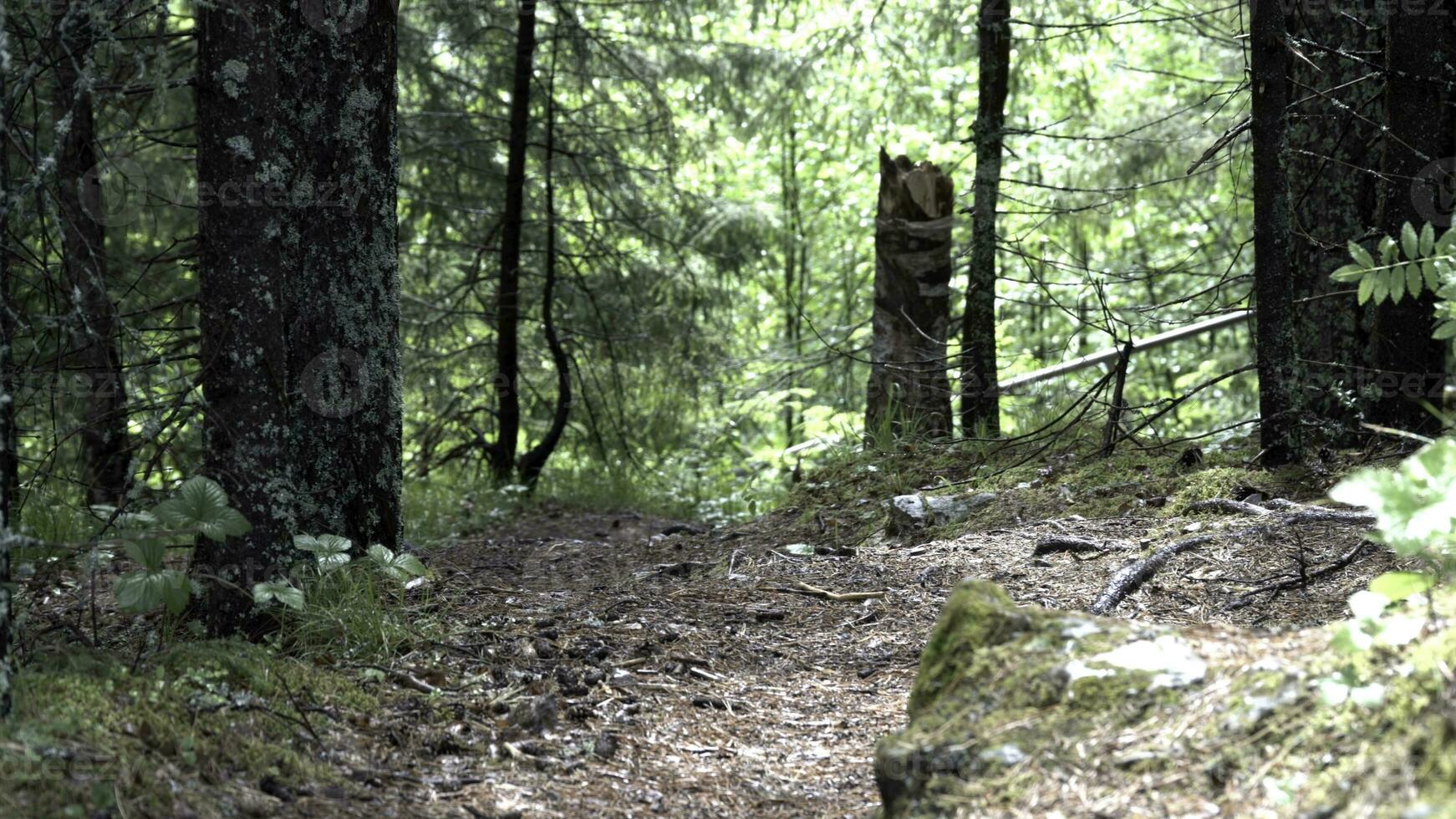 Large boulder covered with moss in the forest path with green grass and trees. Stock footage. Forest roads and trails, moss covers a large stone in the forest. photo
