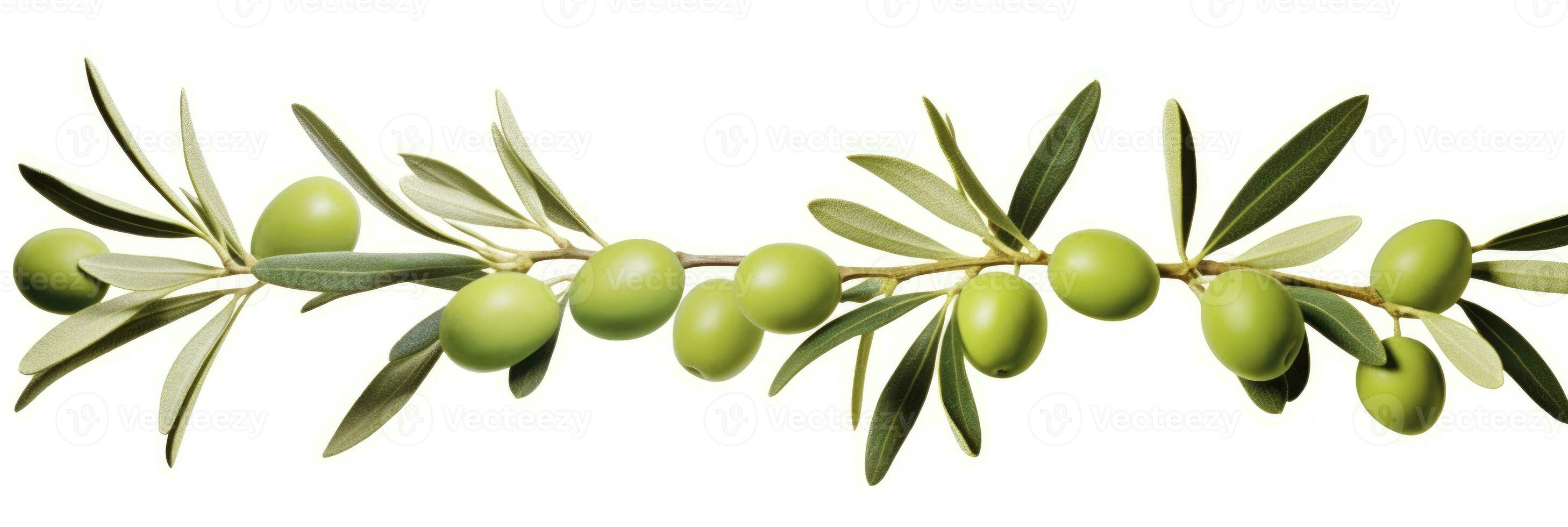 ai generado aceituna árbol rama, verde aceitunas y hojas en blanco antecedentes. ai generado. foto